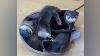 Baby Otters Like To Sleep On The Small Bath Tub Cute Otter Cute Otter